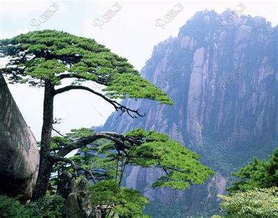 周公解梦：梦见猫的6种含义