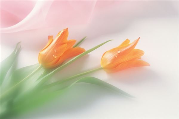 八字五行喜忌查询